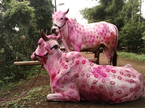 The pink cows of India - Jens Lerche