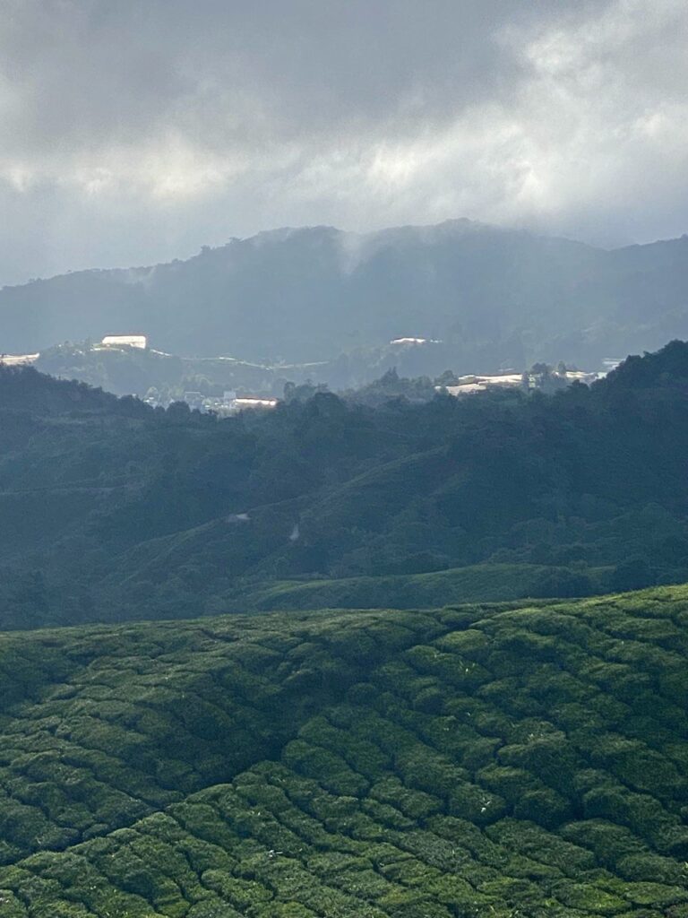 Cameron Highlands, Malaysia