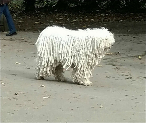 Rasta dog, Hampstead Heath, London