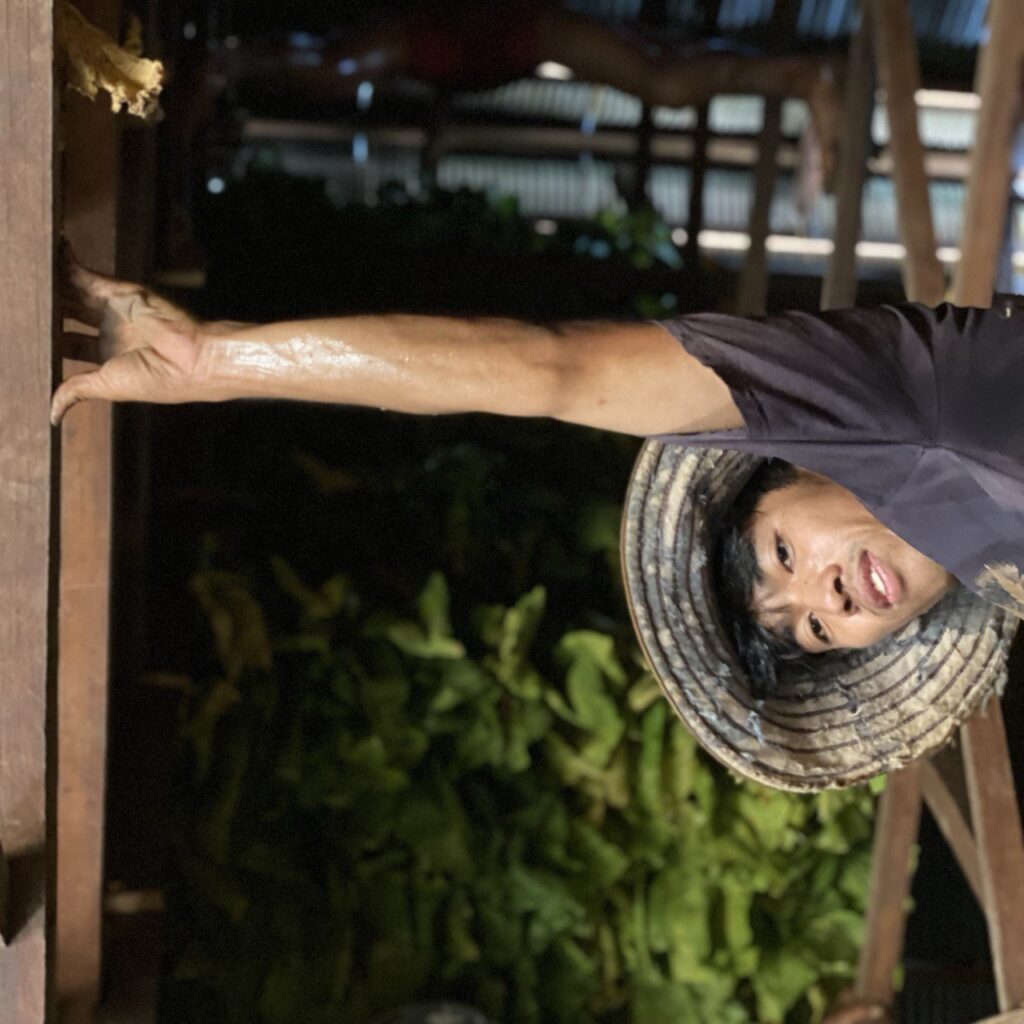 Tobacco farm, Kratie District, Cambodia