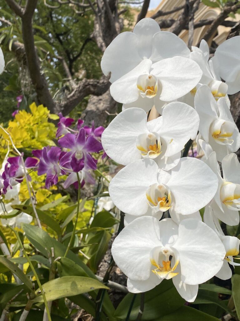 Flowers, Penang Hill, Malaysia