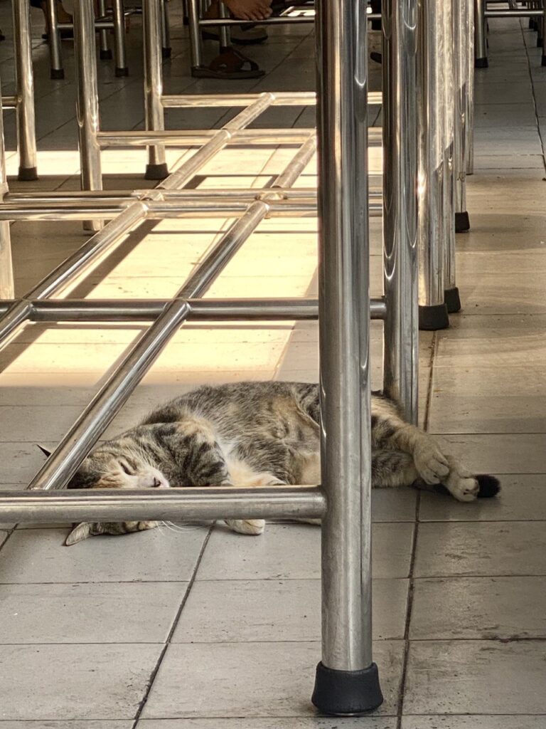 Sleepy puss, Bangkok, Thailand