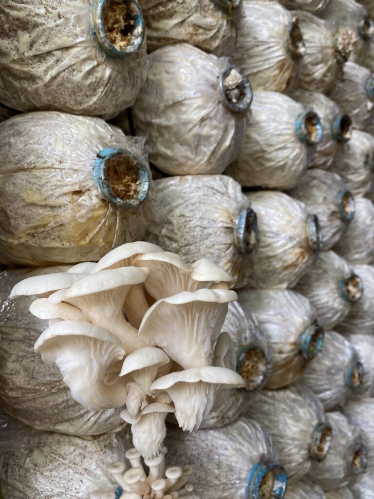 Mushroom farm, Kratie District, Cambodia