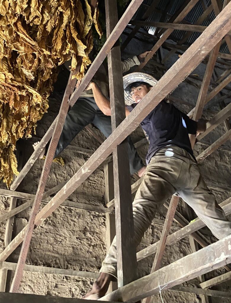 Tobacco farm, Kratie District, Cambodia