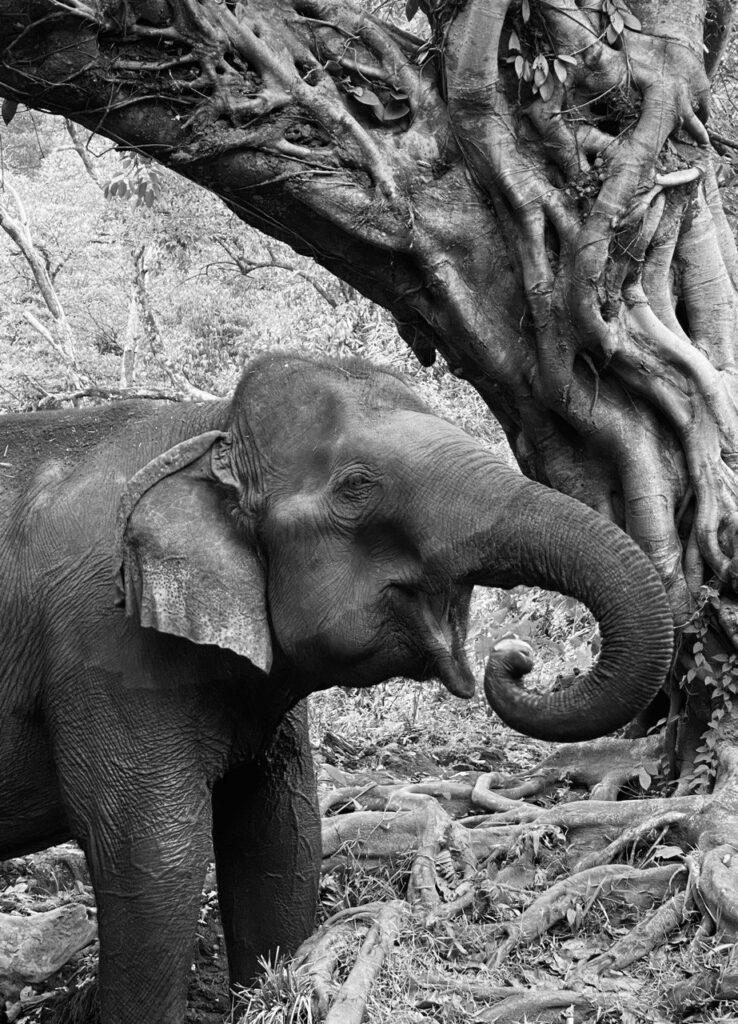 Mondulkiri Project Elephant Sanctuary, Mondulkiri, Cambodia