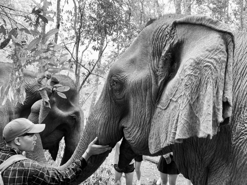 Mondulkiri Project Elephant Sanctuary, Mondulkiri, Cambodia