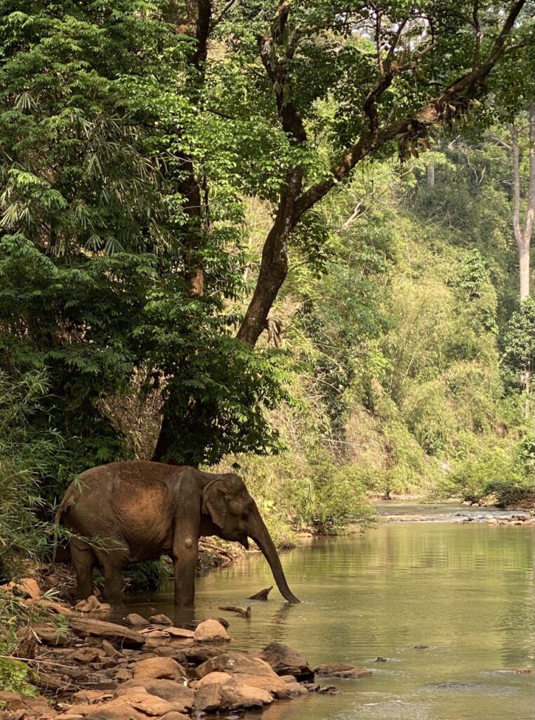 Mondulkiri Project Elephant Sanctuary, Mondulkiri, Cambodia