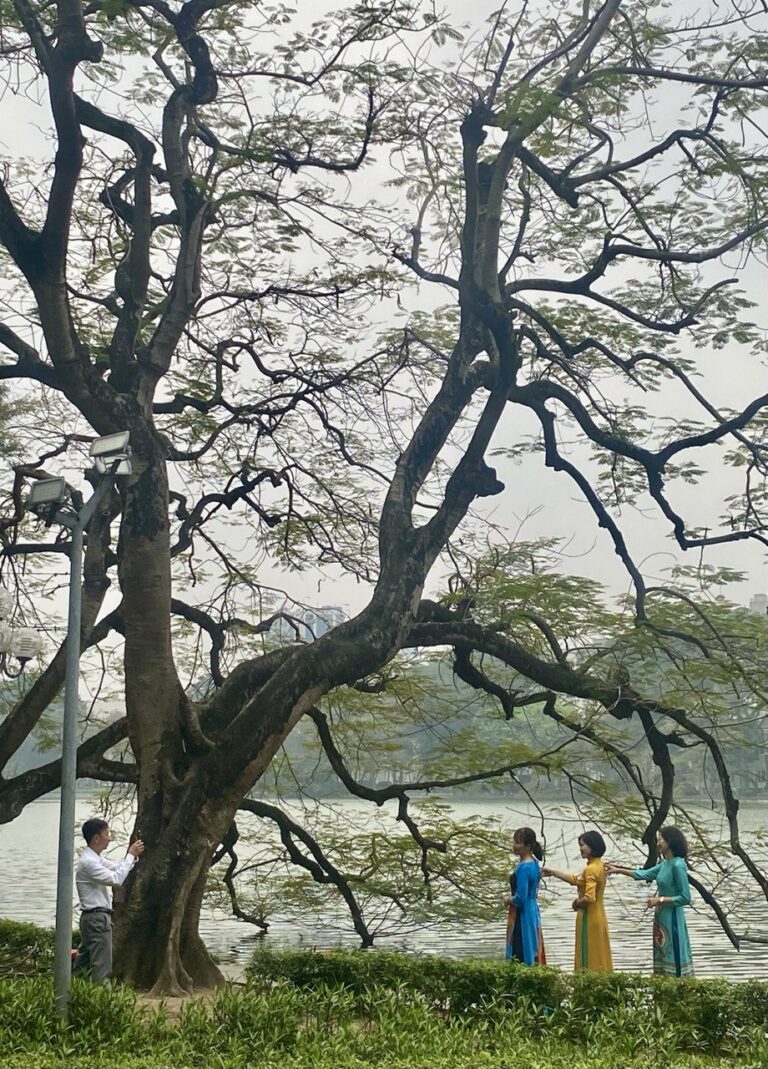 Photo op tree, Hanoi, Vietnam