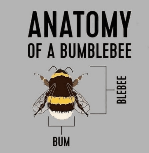 Anatomy of a bumblebee