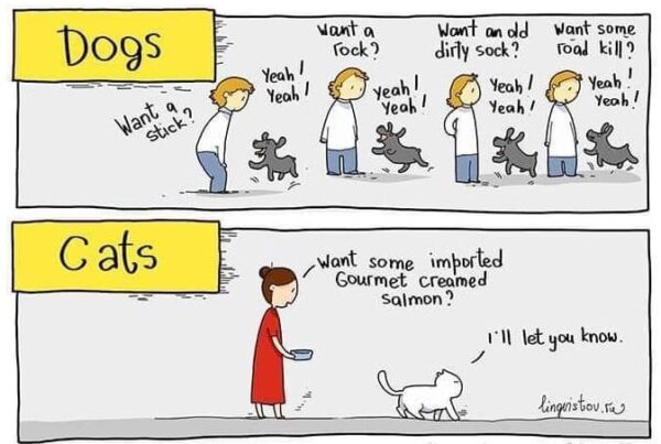 Dogs and cats cartoon