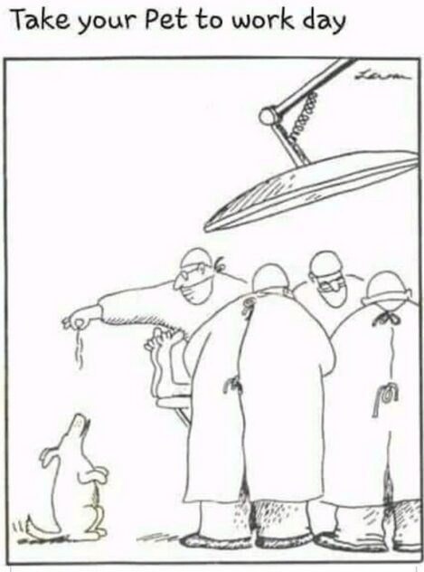 Take your pet to work cartoon