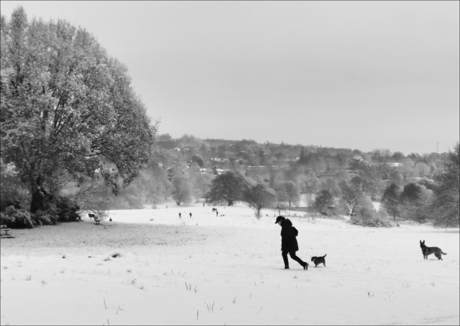 Hampstead Heath winter