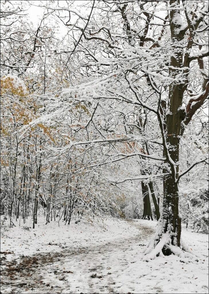 Winter in Queen's Wood, Crouch End, London