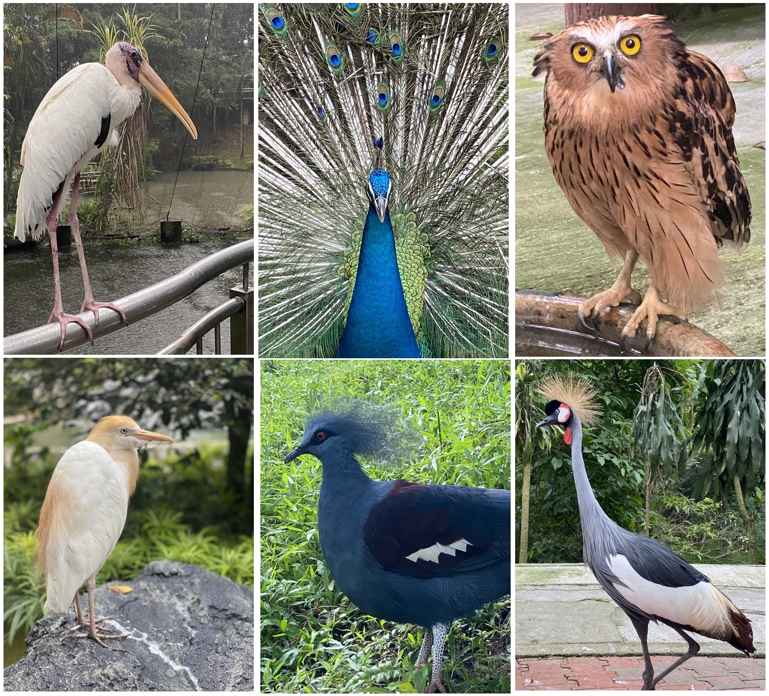 KL Bird Park - Kuala Lumpur, Malaysia