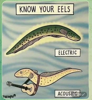 Know your eels