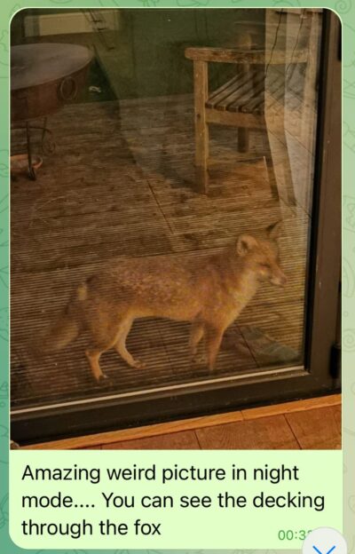 Weird night mode see-through fox