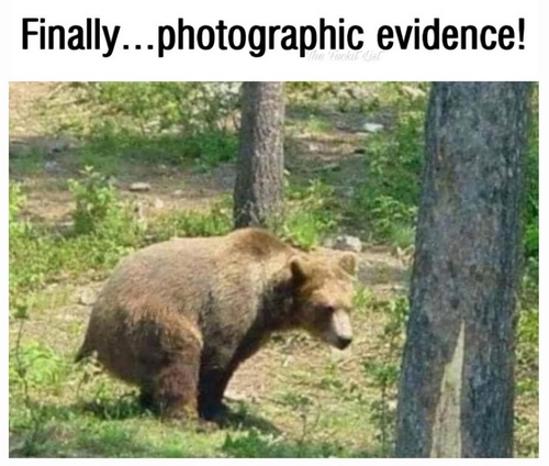Bears really do!