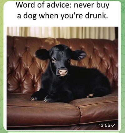 Drunk dog-purchase joke