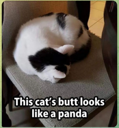 pussie panda-bum