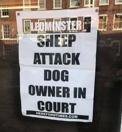 When sheep attack