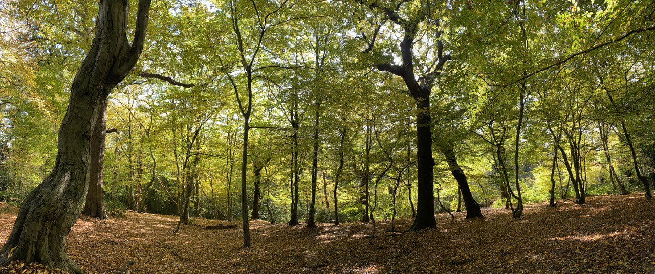 Queens Wood autumn