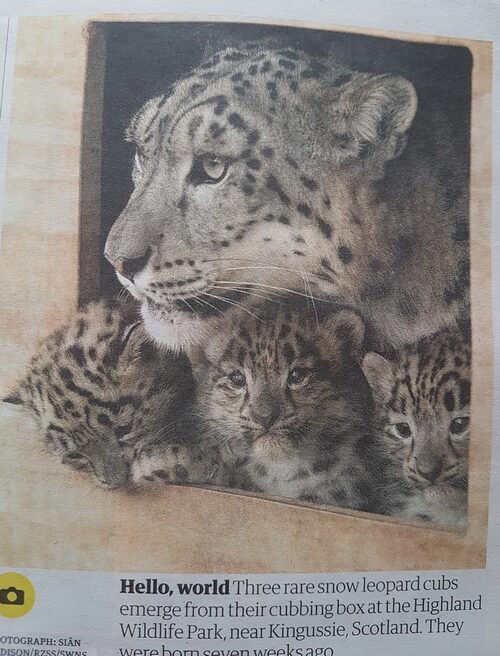 Snow leopard cubs