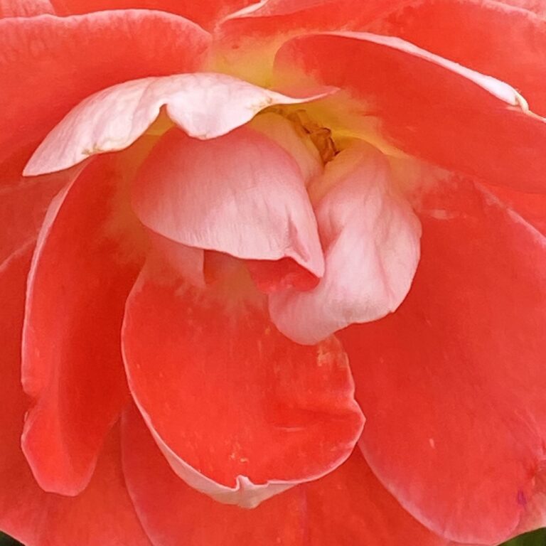 Heart of the flower...