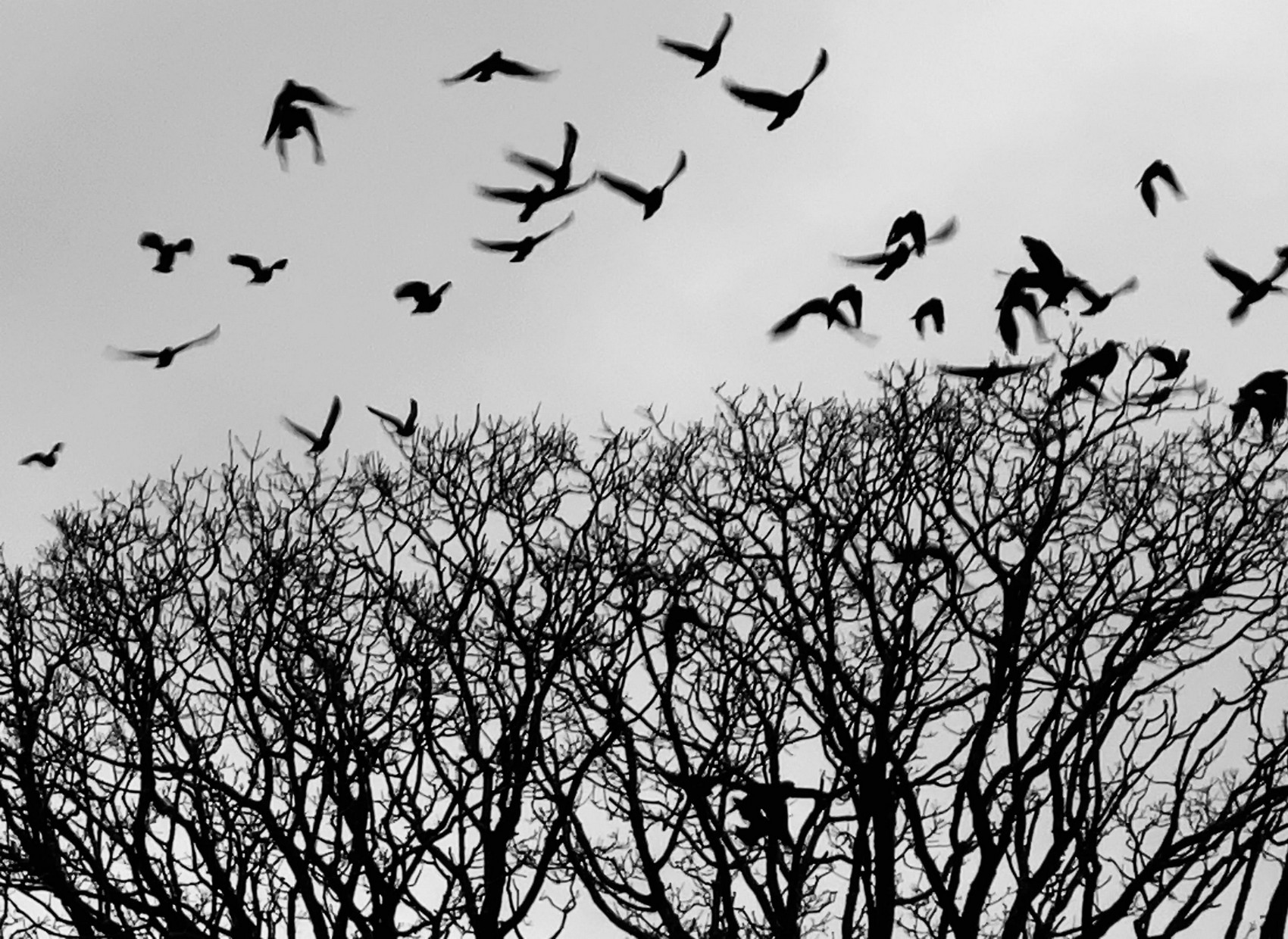 The rooks of Netherbury