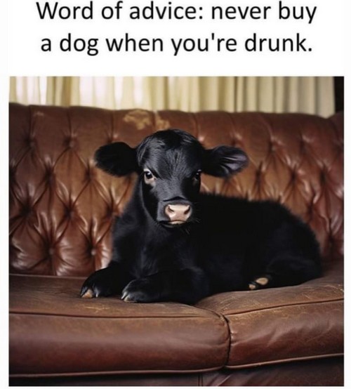 Buying a dog when drunk gag