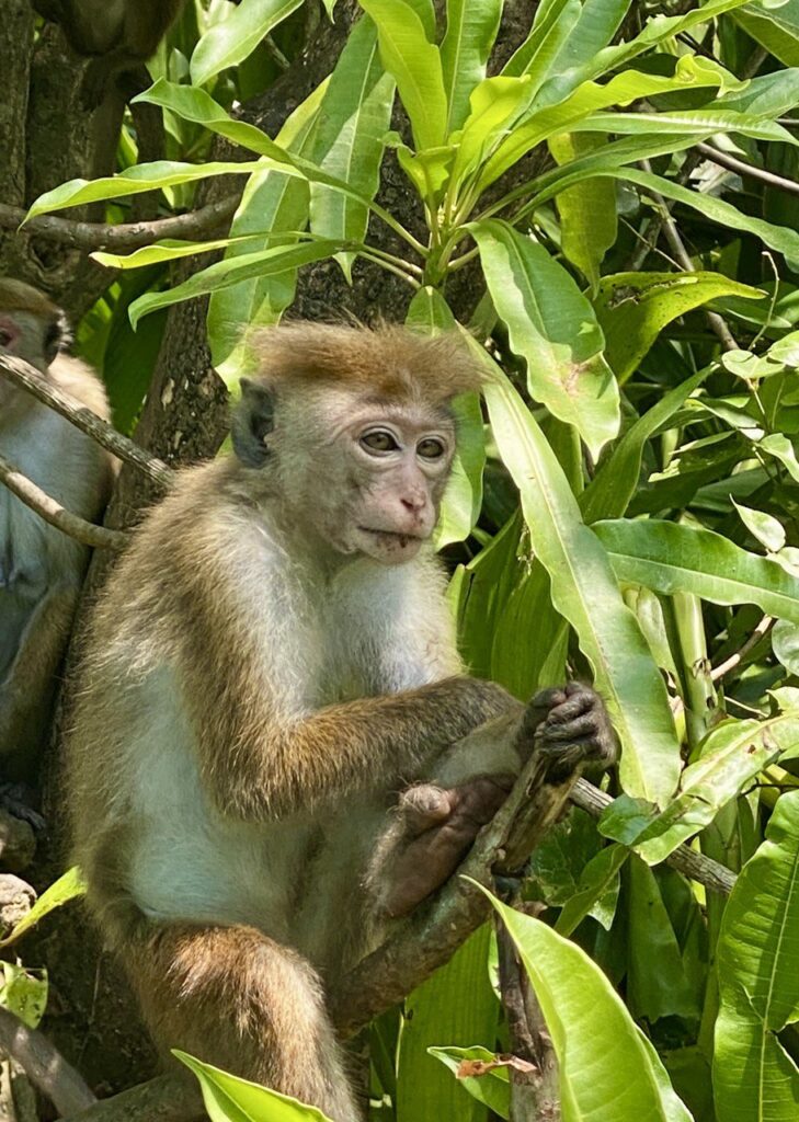 Melancholy monkey, Sri Lanka