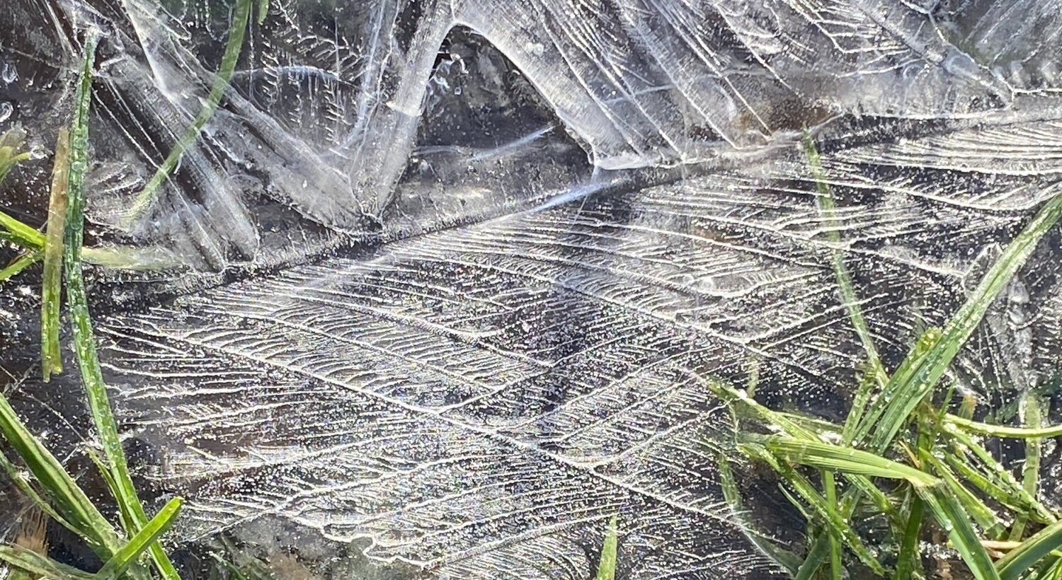 Icy grass in Priory Park, Crouch End