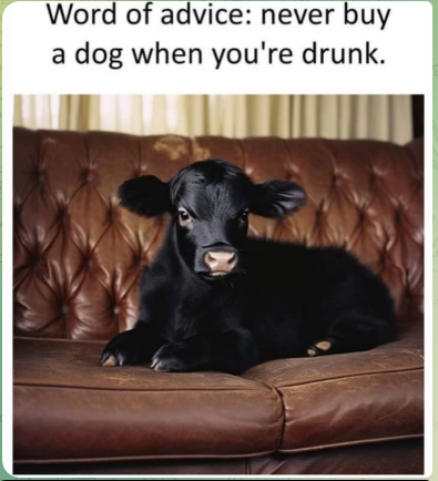 Drunk calf dog gag
