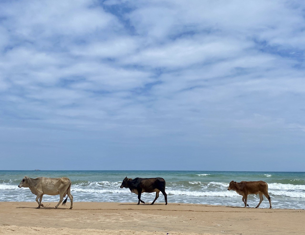 Beach cows, Nilaveli beach, Sri Lanka