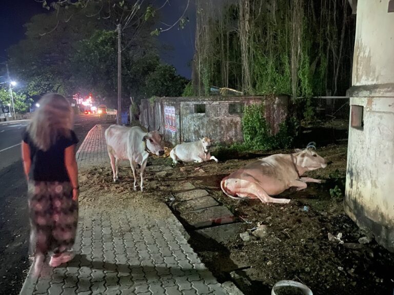 Urban cows, Trincomalee, Sri Lanka