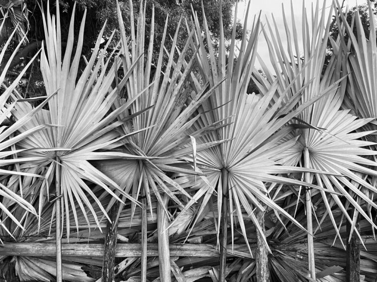 Palm fence, Nilaveli, Sri Lanka