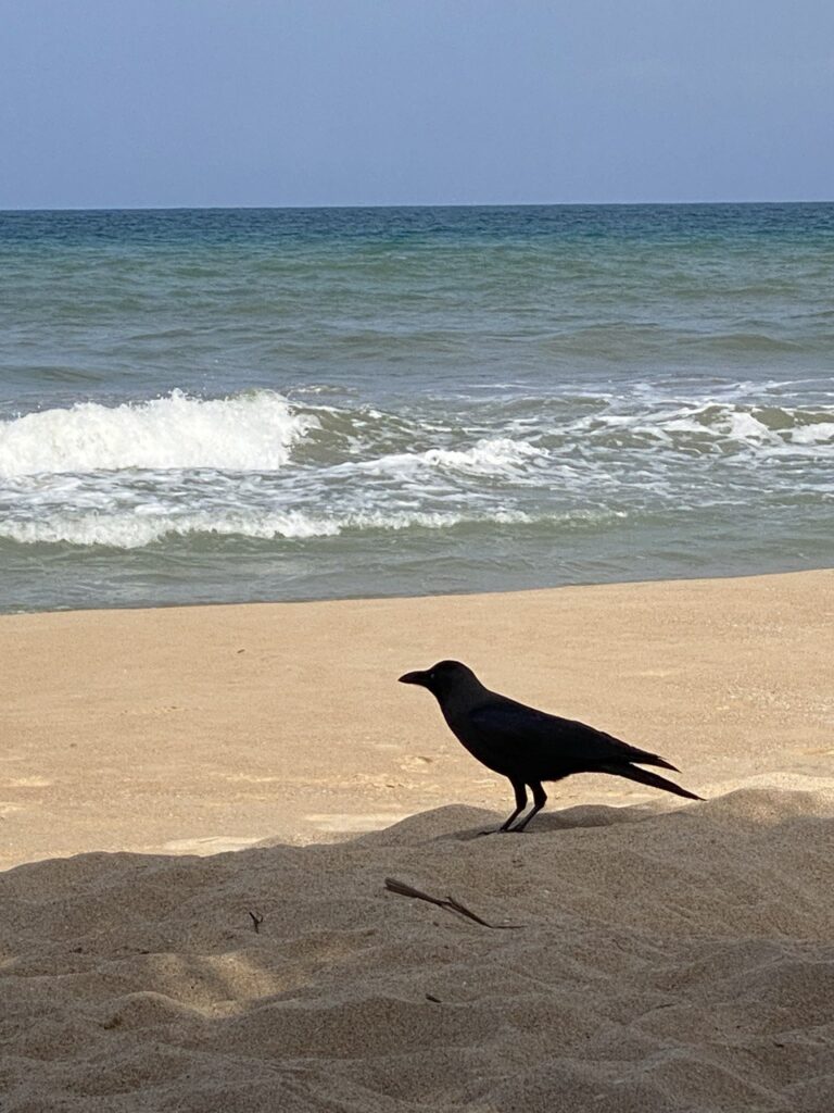 Crow, Nilaveli beach, Sri Lanka