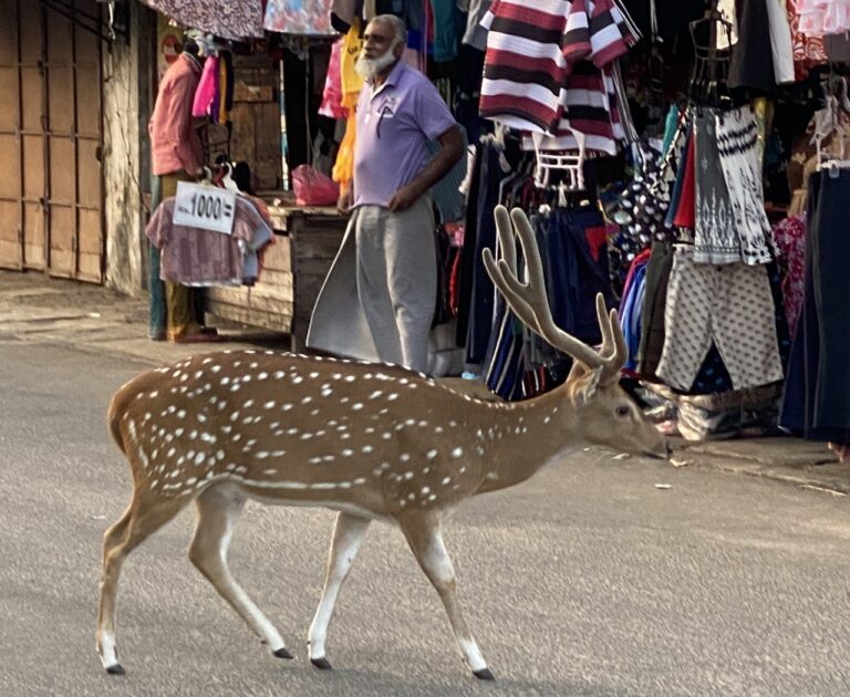 Wild deer, Trincomalee, Sri Lanka