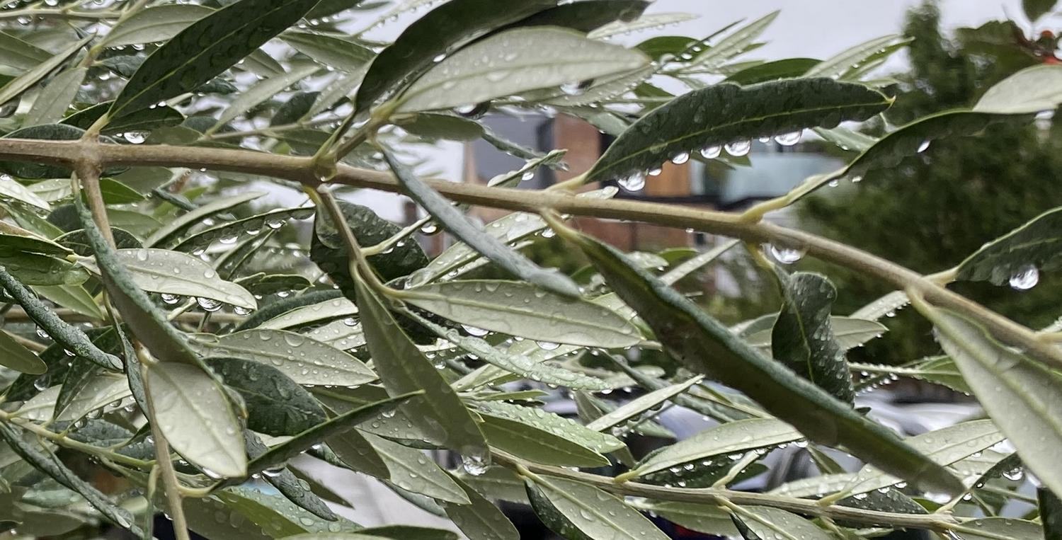 Back to the rain...Crouch End